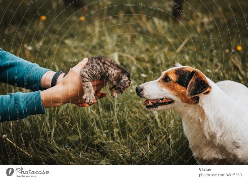 zwischen zwei verschiedenen Tieren, aber die Liebe siegt über den Mord. Die alte Hündin liebt ihre katzenartigen Enkelkinder und versucht, sie zu beschützen. Ein getigertes und schwarz-graues Kätzchen schaut einen Hund an. Unschuld