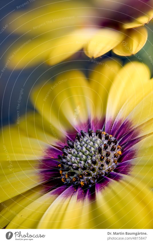 Kulturform von Osteospermum ecklonis, Kapkörbchen; Bornholm-Margerite Blütenstand Blütenstände gelb Zungenblüten Röhrenblüten Zuchtform aus Südafrika