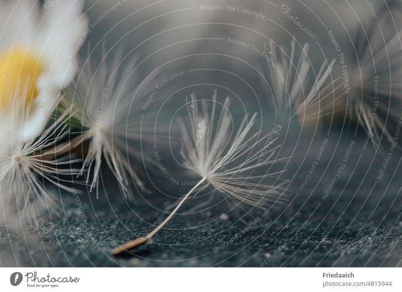 Schirmchen einer Pusteblume als Nahaufnahme mit unscharfem Gänseblümchen Löwenzahn Pusteblumenschirmchen Makroaufnahme Samen Schwache Tiefenschärfe