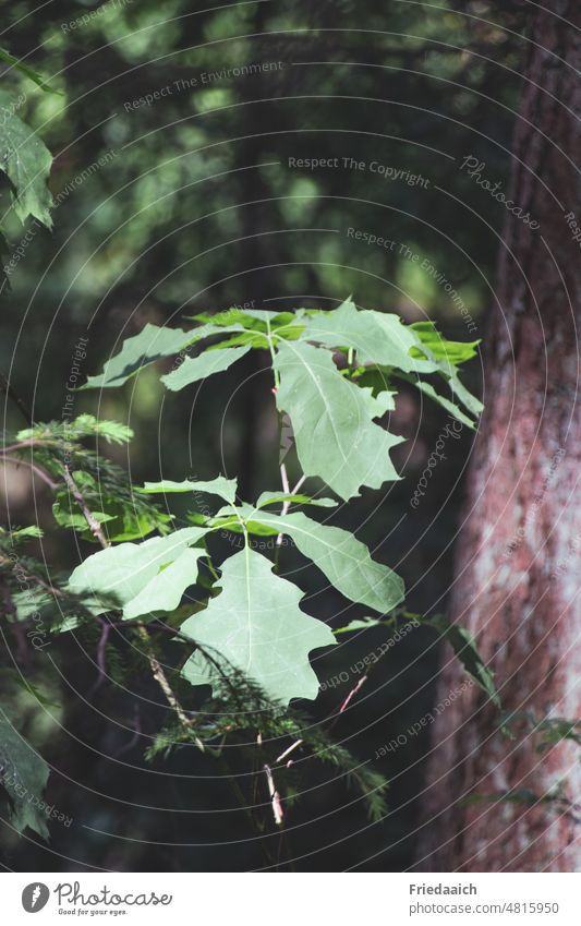 Frische Blättertriebe an einem Eichenstamm Eichenblätter grün Baum Blatt Baumstamm Wald Natur Pflanze Farbfoto Schönes Wetter Umwelt Sonnenlicht Landschaft