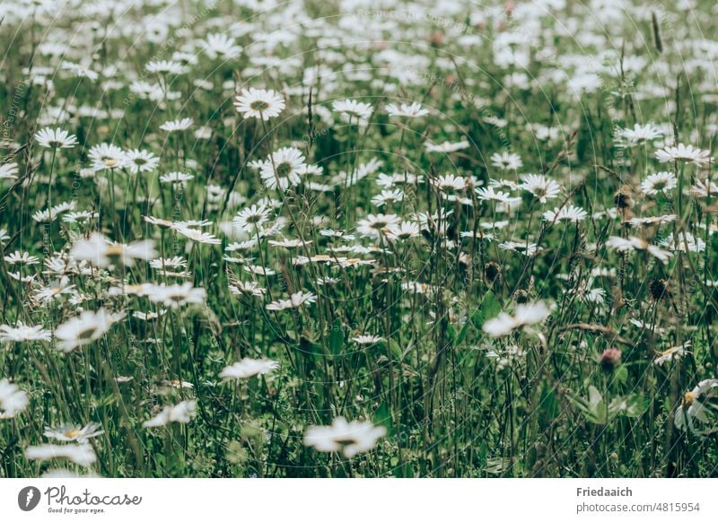 Margeritenwiese Blume Blüte weiß Wiese Wiesenblume Sommer Natur Pflanze Frühling Gras Blühend Blumenwiese Wachstum Umwelt Farbfoto Außenaufnahme Tag grün