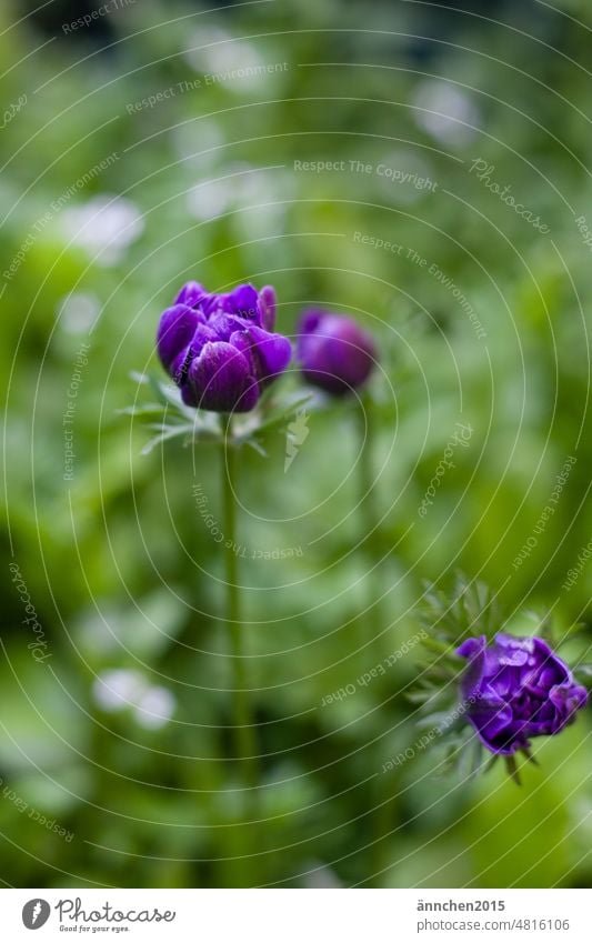 halbgeschlossene Blüten lilafarbener Anemonen SlowFlower Blatt grün Natur Farbfoto Frühling Blühend Blumenstrauß Pflanze schön Garten Bauerngarten Blumenwiese