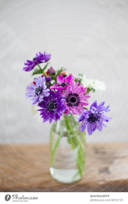 halbgeschlossene Blüten lilafarbener Anemonen SlowFlower Blatt grün Natur Farbfoto Frühling Blühend Blumenstrauß Pflanze schön Garten Bauerngarten Blumenwiese