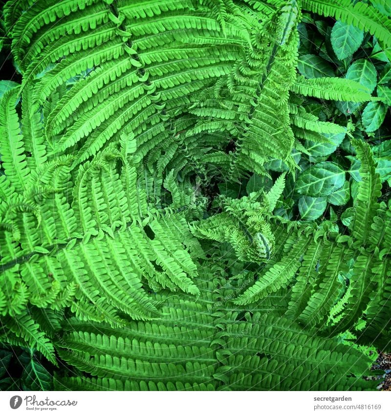 Einen fahr'n lassen.... Natur grün Farn Farnblatt Pflanze Farbfoto Blatt Grünpflanze Außenaufnahme Botanik natürlich Menschenleer Detailaufnahme Umwelt Wald