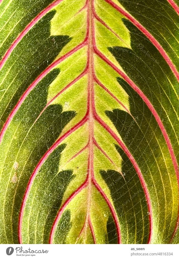 Blatt Bunte Pfeilwurz (Marante) Maranta leuconaura fascinator grün rosa pink Pflanze Natur Nahaufnahme Farbfoto natürlich Außenaufnahme Tag Adern Blattadern