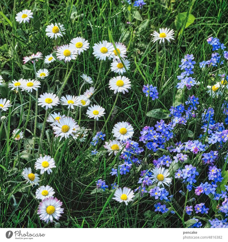 kitsch kennt keine grenzen | blühmerant Blümchen Wiese Garten Gänseblümchen Vergissmeinnicht lieblich kitschig Blumenwiese Sommer Gras Nahaufnahme Pflanze Blüte