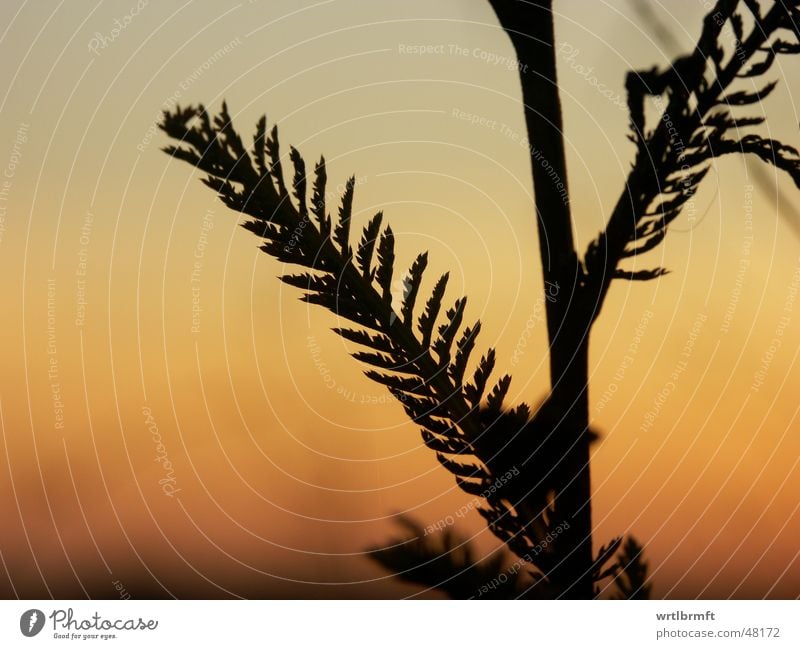 Im letzten Licht Gras Halm Pflanze Sonnenuntergang Wolken rot schwarz grau Herbst Oktober Blatt Farbübergang Gegenlicht Stengel Zweig Himmel orange Natur