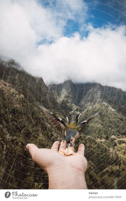 Der kleine Madeirenser Buchfink ist auf die Hand des Mannes geflogen, um Futterkrümel zu finden und zu sehen, ob er in Sicherheit ist. Fringilla coelebs maderensis. Die Erfahrung des Lebens. Levada dos Balcoes, Madeira, Portugal