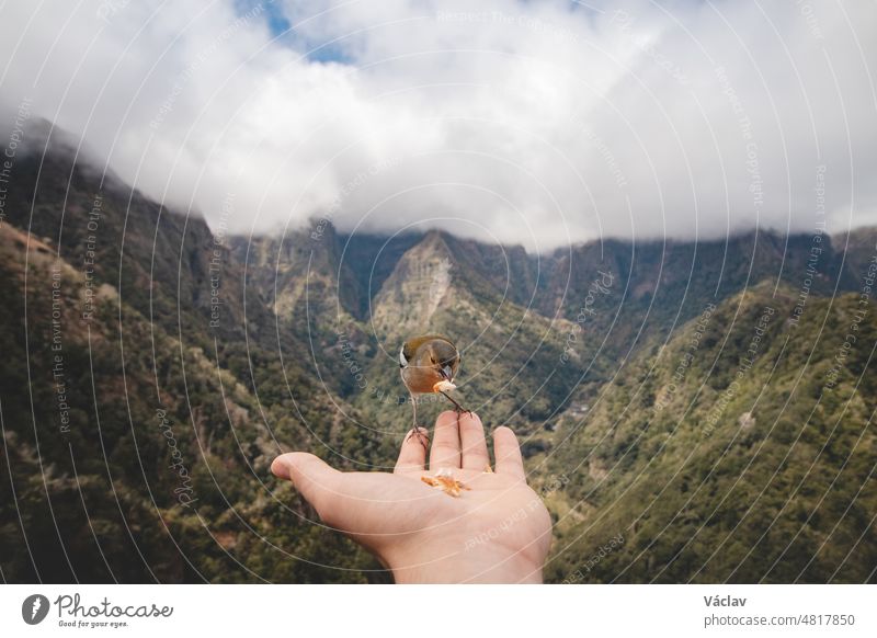 Der kleine Madeirenser Buchfink ist auf die Hand des Mannes geflogen, um Futterkrümel zu finden und zu sehen, ob er in Sicherheit ist. Fringilla coelebs maderensis. Die Erfahrung des Lebens. Levada dos Balcoes, Madeira, Portugal