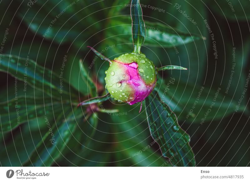 Rosa Pfingstrose Knospen nass nach rein in den Abend Garten Pfingstrosenknospe grüner Hintergrund rosa Blütenknospe Tau Tautropfen Wassertropfen Stimmung dunkel