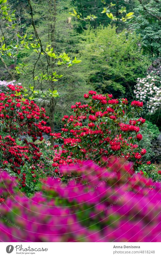 Garten mit blühenden Bäumen im Frühling Azalee Park Wales Ericaceae April rhododendron Pflanze Blume Großbritannien Natur Rhododendren rosa Blüte Blütezeit