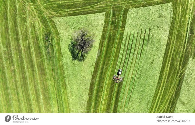 Luftaufnahme mit einer Drohne von einem Traktor bei der Heuernte auf einer Wiese mit Baum in Bayern luftaufnahme drohnenfoto heuernte Landwirtschaft feld mähen