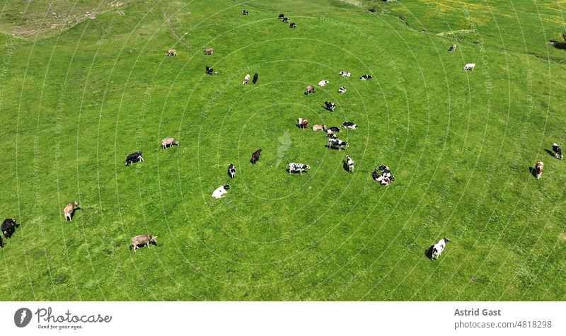 Luftaufnahme mit einer Drohne von Milchkühen verschiedener Rassen auf einer Wiese in Bayern luftaufnahme drohnenfoto milchkühe Herde Landwirtschaft Bauernhof