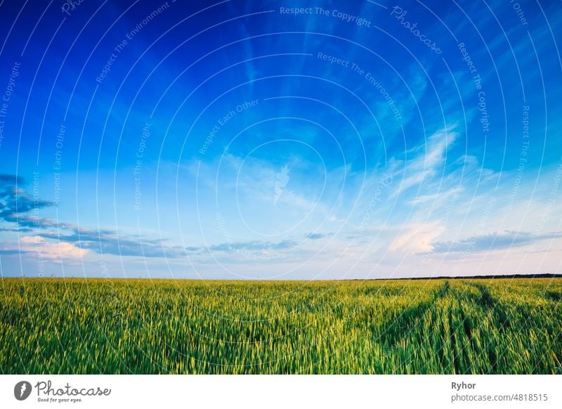 Grünes Weizenfeld Blauer Himmel Konzept der Landwirtschaft Ackerbau Air blau hell Wolken Landschaft Tag früh Erde Bauernhof Feld frisch Vorderseite Gras grün