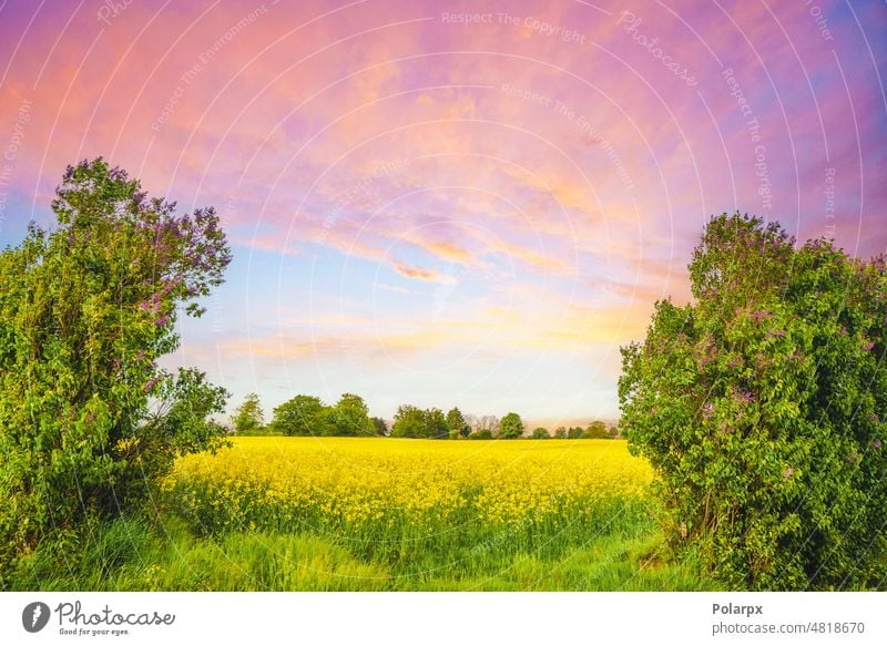 Bunte Landschaft mit Rapsfeldern Baum Morgen Licht Morgendämmerung farbenfroh majestätisch lebhaft Blatt im Freien Wachstum sonnig Bauernhof natürlich Panorama