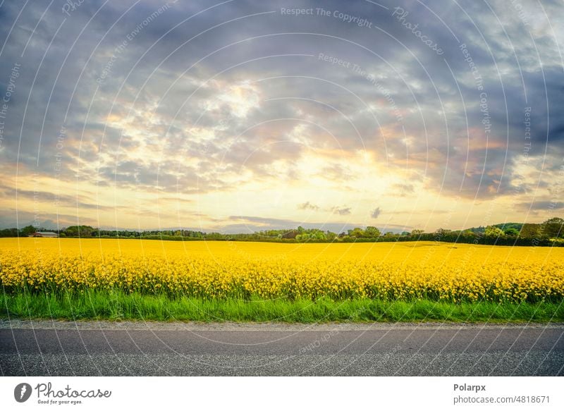 Gelbes Rapsfeld im Sonnenuntergang Panorama im Freien Wolkenlandschaft keine Menschen malerisch Szene Blütezeit Bauernhof Samen Vergewaltigung Erdöl Ölsaat