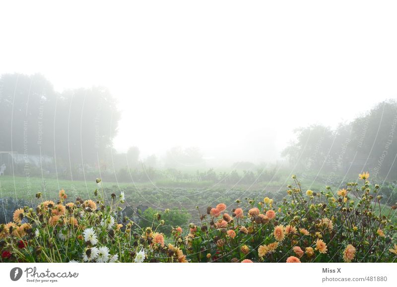 Blumen im Nebel Garten Herbst Wetter schlechtes Wetter Blüte Blühend kalt nass trist Stimmung Endzeitstimmung Blumenbeet Dahlien Schrebergarten Beet