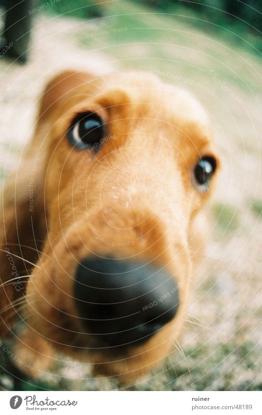 Hundeblick Treue groß Geruch Weitwinkel Schnauze Auge Interesse Nase