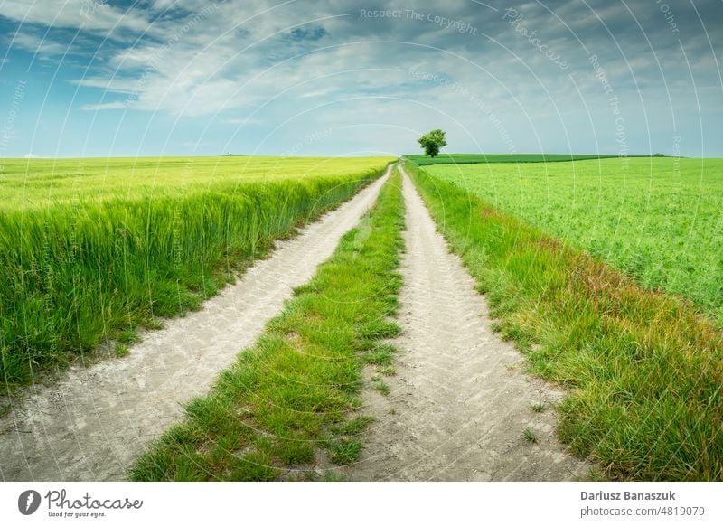 Ländliche Straße durch Ackerland und ein einsamer Baum Feld ländlich Landschaft Weizen Horizont Natur Himmel Ackerbau Weg Bauernhof blau grün allein Wiese