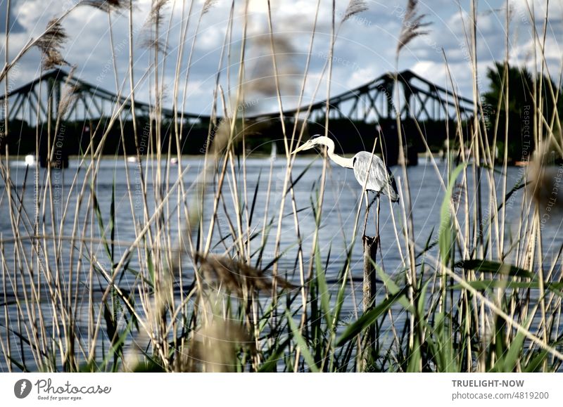 Reiher im Jagfieber auf einem Pfahl im Fluss hinter Schilfgras vor Glienicker Brücke und bewölktem Himmel Pelecaniformes Ardeidae Graureiher Vogel Nahrungssuche