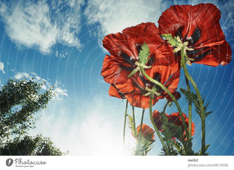 Cancan Klatschmohn Mohnblüte Wildpflanze knallrot roter mohn blühen Garten Blumenwiese Flora draußen Blick von unten Nahaufnahme Außenaufnahme Detailaufnahme