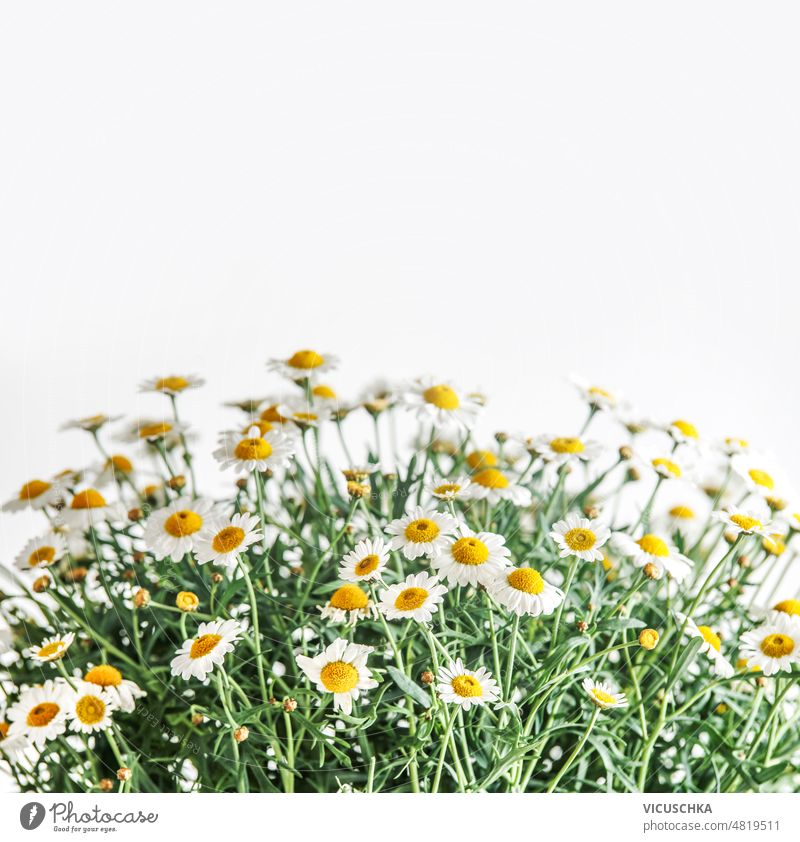 Gänseblümchen mit grünen Stielen auf weißem Hintergrund. Margeriten Stängel weißer Hintergrund natürlich geblümt Einstellung Überstrahlung Blumen Sommer