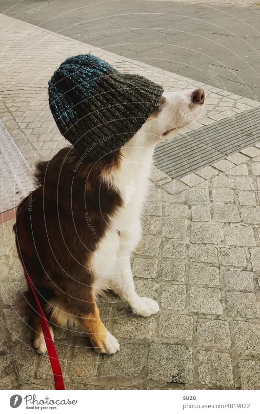 Supernase Australian Shepherd Hund Hundeblick lustig Haustier tierisch Tierliebe Tierporträt Farbfoto niedlich Hundeschnauze Hundekopf Tiergesicht Haushund