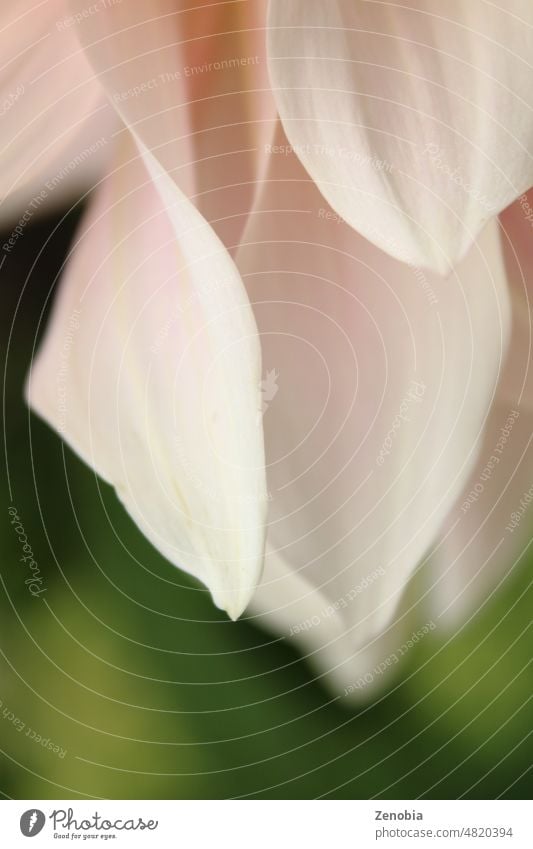 Zarte, blassrosa Dahlienblüten vor grünem Hintergrund Blütenblätter Pflanze Blume filigran Makro Garten Natur Frühling Überstrahlung geblümt saisonbedingt