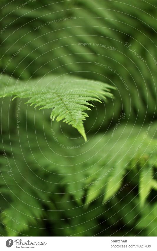 Farn. Grüne Natur. grün natur Pflanze Blatt Grünpflanze Farnblatt Umwelt Außenaufnahme Wildpflanze