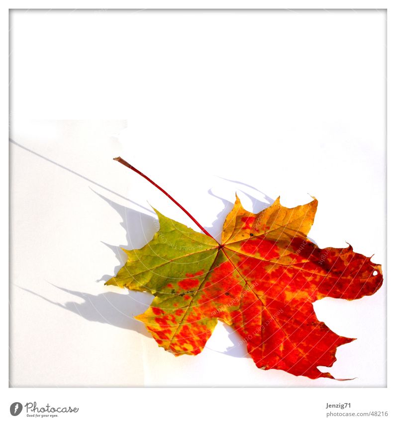 Leuchtender Herbst Blatt Ahorn Ahornblatt Baum Laubbaum