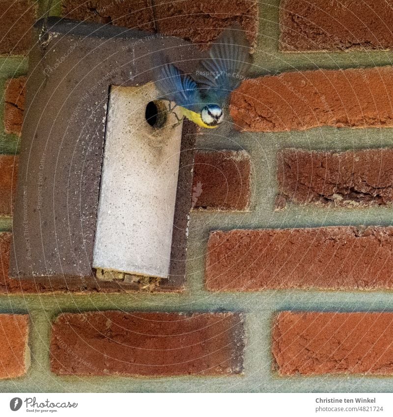 Eine Blaumeise, die mit hoher Geschwindigkeit aus ihrem Nistkasten fliegt, um Futter für den hungrigen Nachwuchs zu suchen Meise Cyanistes caeruleus