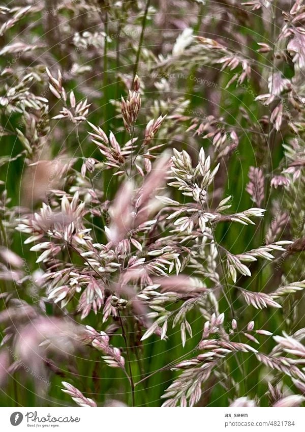 Gräser Sommer Wiese Natur Pflanze Gras Außenaufnahme grün Umwelt Farbfoto Menschenleer Tag natürlich Wildpflanze Nahaufnahme Schwache Tiefenschärfe Unschärfe