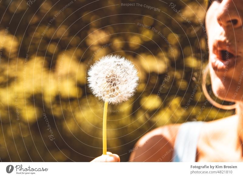 Wünsche gehen in Erfüllung Pusteblume Löwenzahn Pflanze Natur Makroaufnahme Samen Detailaufnahme Frühling Schwache Tiefenschärfe Leichtigkeit zart Außenaufnahme