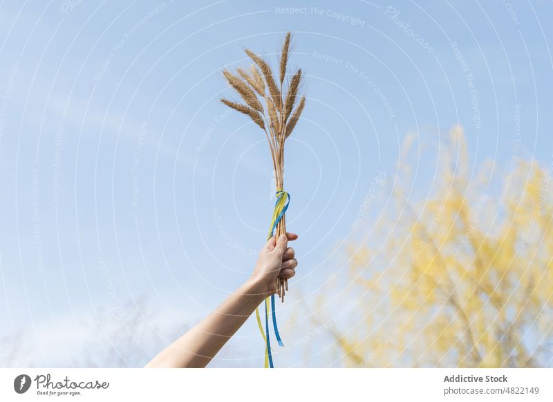 Gesichtslose Frau hält Ährchen mit ukrainischen Flaggenbändern gebunden unter blauem Himmel Spikelet Fahne Ukrainer Weizen Frieden manifestieren Natur Patriotin