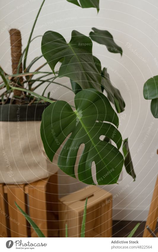 Grüne Monstera deliciosa-Topfpflanzen auf einem Holztisch Schweizer Käsewerk Pflanze Blatt Botanik eingetopft Flora Wachstum Laubwerk exotisch frisch Tisch