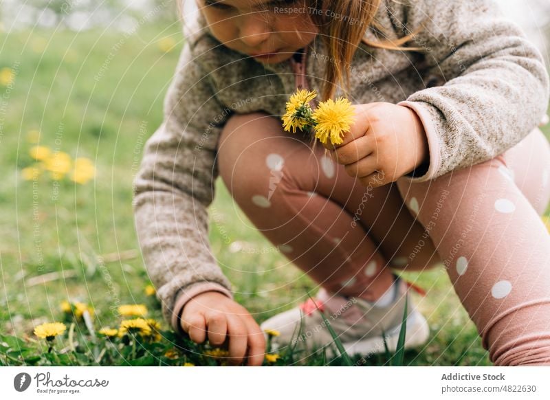 Entzückendes Kind pflückt Löwenzahn auf einer Wiese im Park pflücken neugierig bezaubernd Natur Blume Mädchen Kindheit abholen Flora grasbewachsen lässig blond