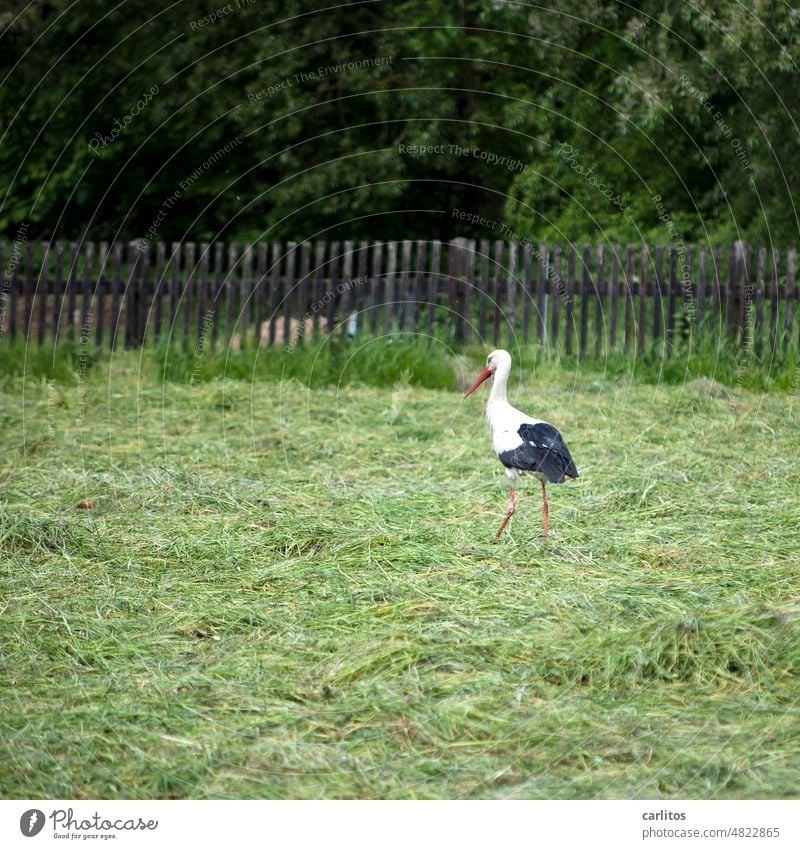 Die Störche sind frei, kein Mensch will sie braten .... Storch Märchen Geschichten Erzählungen Babys Nachwuchs Sprichwort Braten Vogel Wiese Natur Wildtier