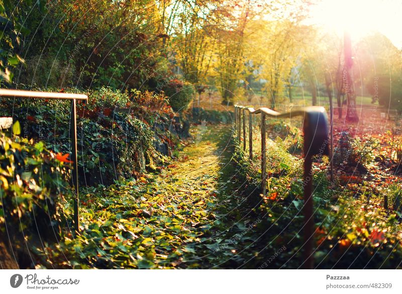 Herbstspaziergangsaussichten harmonisch Erholung ruhig Ausflug Garten Natur Pflanze Blatt Park Sommer Außenaufnahme Sonnenlicht Sonnenstrahlen Gegenlicht