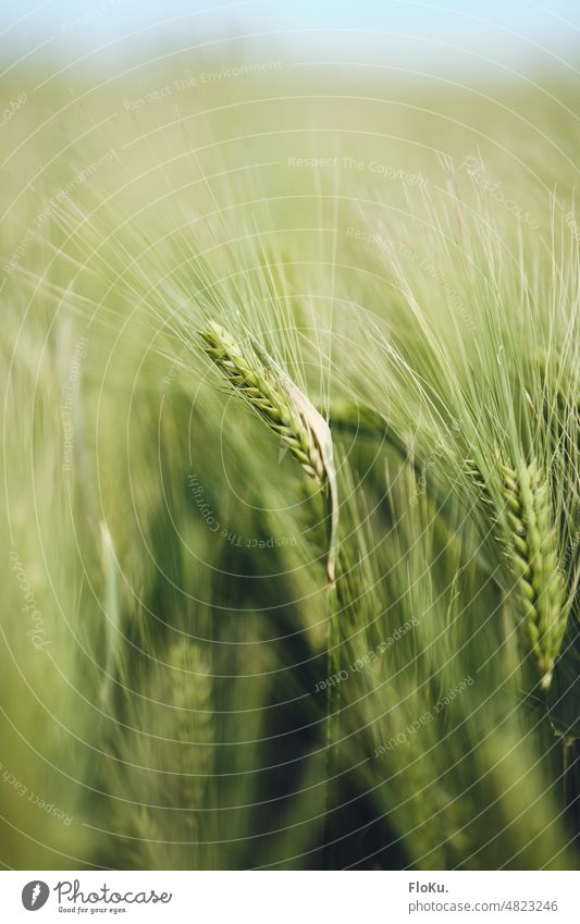 Frisches Geerstenfeld in Nahaufnahme Pflanzr Getreide Gerste Gerstenfeld Feld Getreidefeld Sommer Kornfeld Natur Landwirtschaft Ackerbau Nutzpflanze blau Ähren