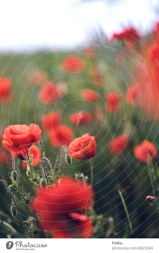 Mohnblumenfeld Blume rot Natur Pflanze Sommer Blüte Mohnblüte Außenaufnahme Farbfoto Menschenleer Wiese Feld Wildpflanze Frühling Umwelt Mohnfeld Landschaft