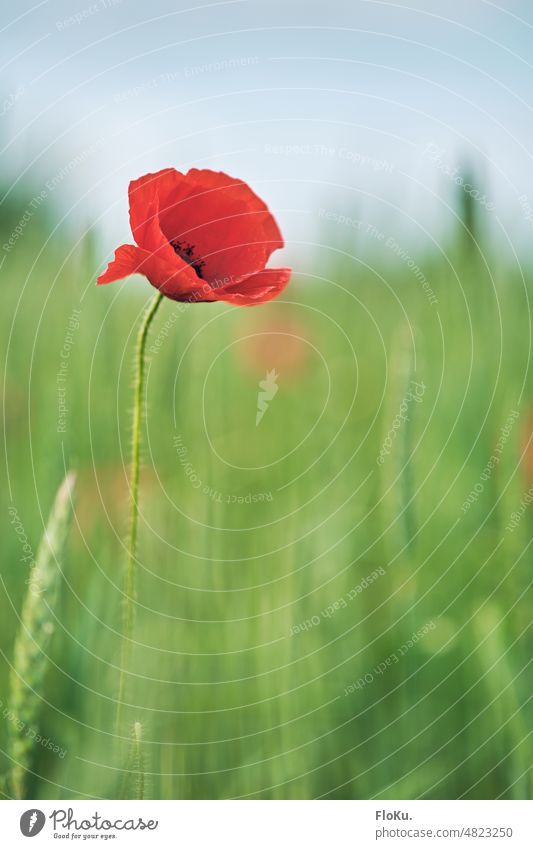 einzelne Mohnblume in grünem Feld Blume rot Natur Pflanze Sommer Blüte Mohnblüte Außenaufnahme Farbfoto Menschenleer Wiese Wildpflanze Frühling Umwelt