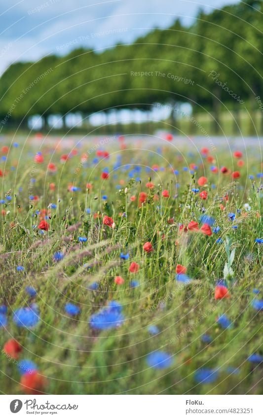 777 Blumen auf der Wiese Blumenwiese Mohn Mohnblume Kornblume rot blau grün Landschaft Antur Sommer Natur Blüte Pflanze Feld Blühend Umwelt Mohnfeld Mohnblüte