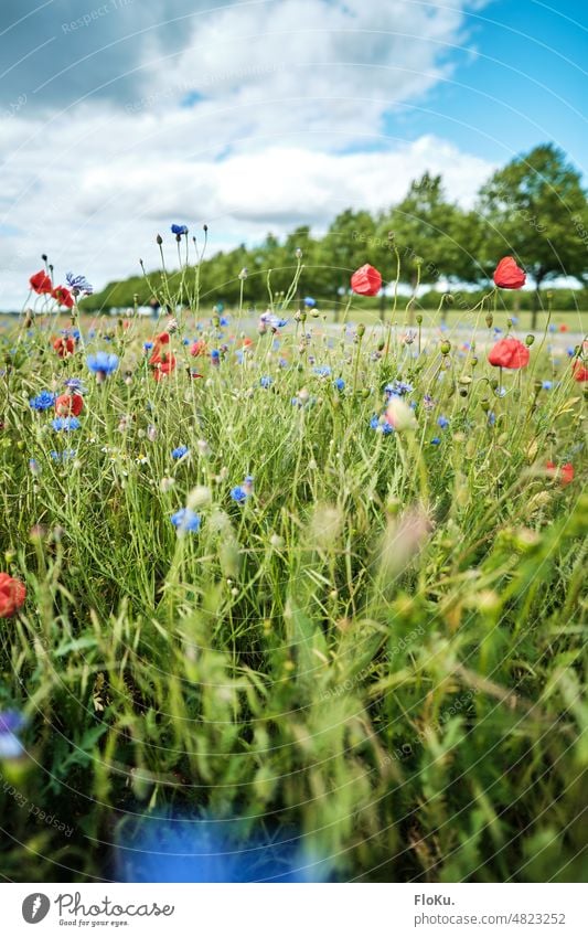 Korn- und Mohnblumen auf der Wiese Blumen Blumenwiese Kornblume rot blau grün Landschaft Antur Sommer Natur Blüte Pflanze Feld Blühend Umwelt Mohnfeld Mohnblüte