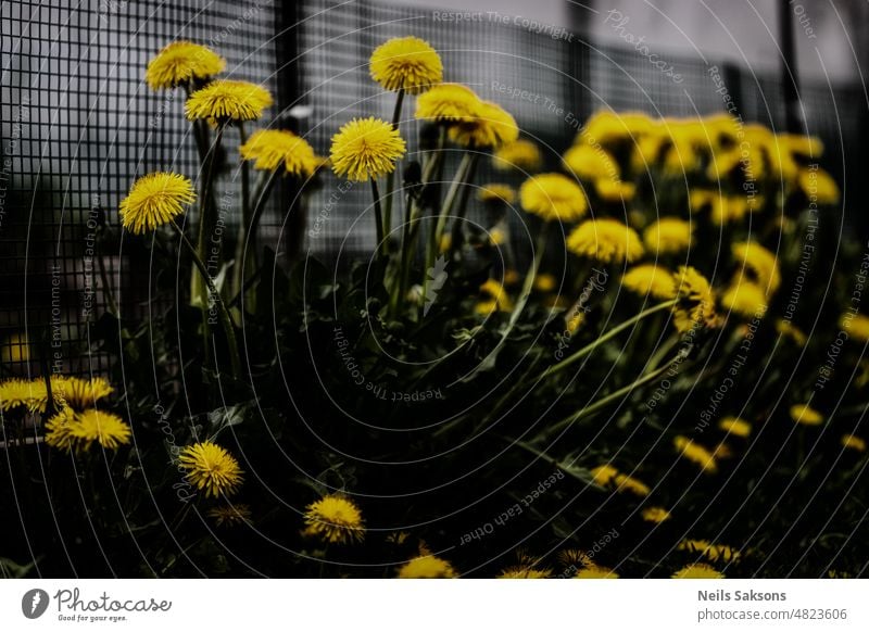 mehr Löwenzahn. Weich. Löwenzähne gelbe Blumen Zaun Garten Blüte Frühling Natur Reihe Frühlingsblumen Tageslicht Unschärfe natürlich romantisch