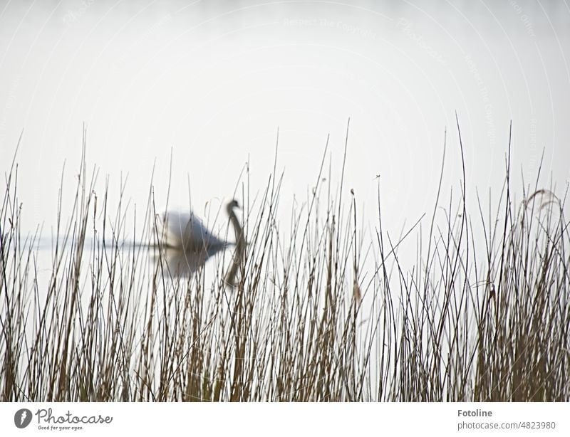 Majestätisch schwimmt ein Schwan hinter vertrocknetem Schilfgras entlang. Wasser Vogel See Tier weiß elegant schön Stolz Hals Außenaufnahme ästhetisch schwimmen