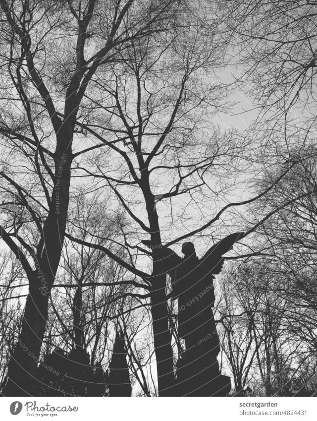 Dort, wo du jetzt bist, geht es dir gut. Tod Engel Friedhof friedlich Frieden gestorben Baum Bäume düster dunkel Depression depressiv Himmel Froschperspektive