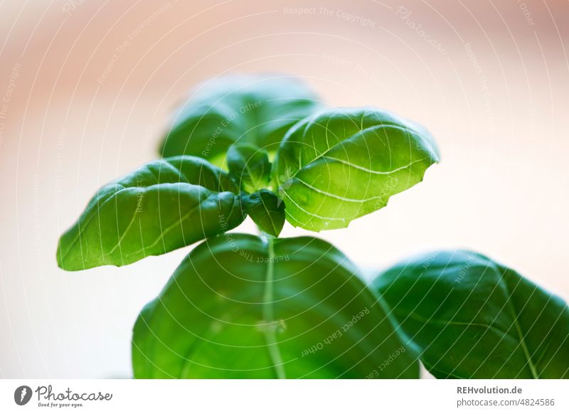 Basilikum Pflanze Kräuter & Gewürze kochen Küche Ernährung mediterran Italienische Küche frisch Vegetarische Ernährung grün Grünpflanze Bioprodukte Gesundheit