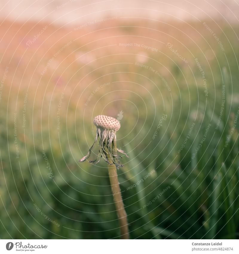 Stängel vom verblühten Löwenzahn vor unscharf abgebildeter Wiese. Vergänglichkeit alt Außenaufnahme Menschenleer Farbfoto Natur Pflanze Blume Nahaufnahme