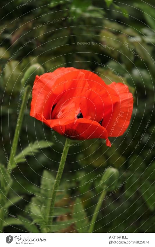 Roter Mohn garten mohn mohnblume pflanze mohnpflanze Knospe mohnknospe Mohnbeet blumenbeet