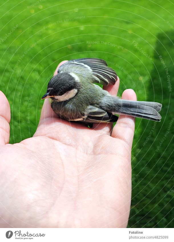 Die kleine Kohlmeise war gerade gegen eine Scheibe geflogen. Ich kümmerte mich um sie, bis sie wieder fit war und davon flog. Meise Vogel Natur Tier